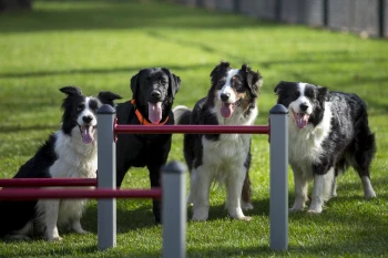 Adventure park for dogs