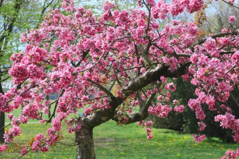 Különleges faápolás a Ligetben