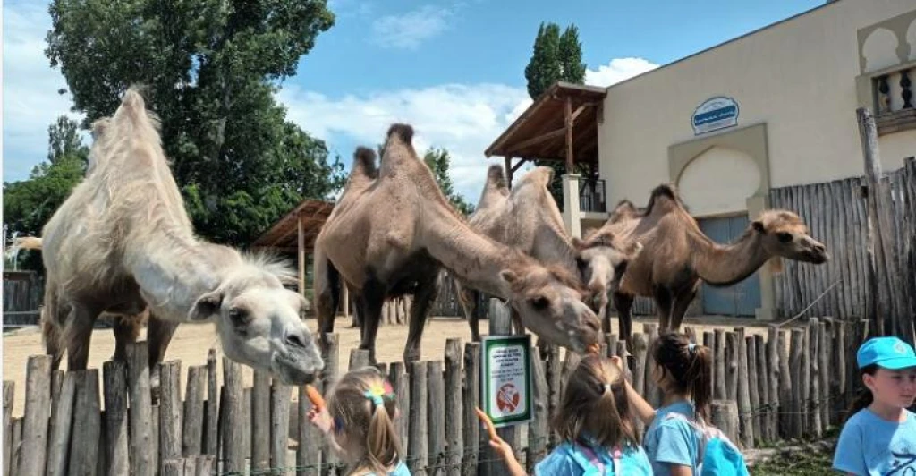 ZOO tábor