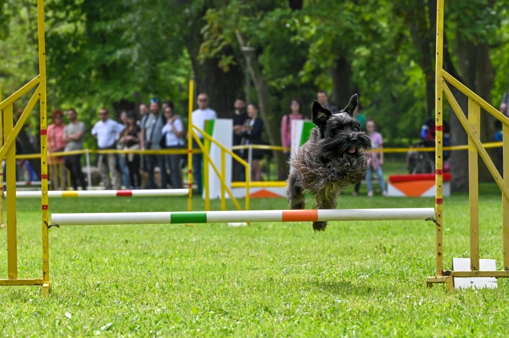 Őszi agility nap a Ligetben