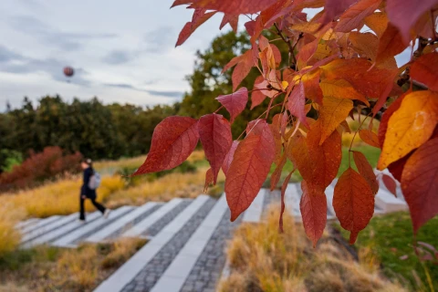 Mit kezdünk az avarral a Városligetben?