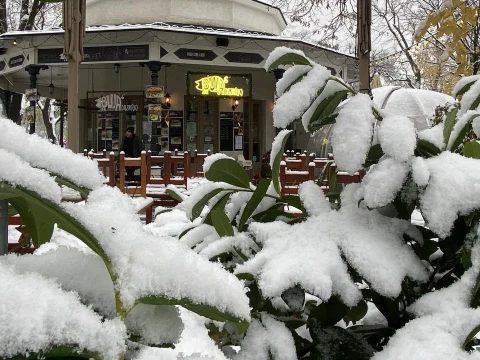 Buja disznó(k) Liget