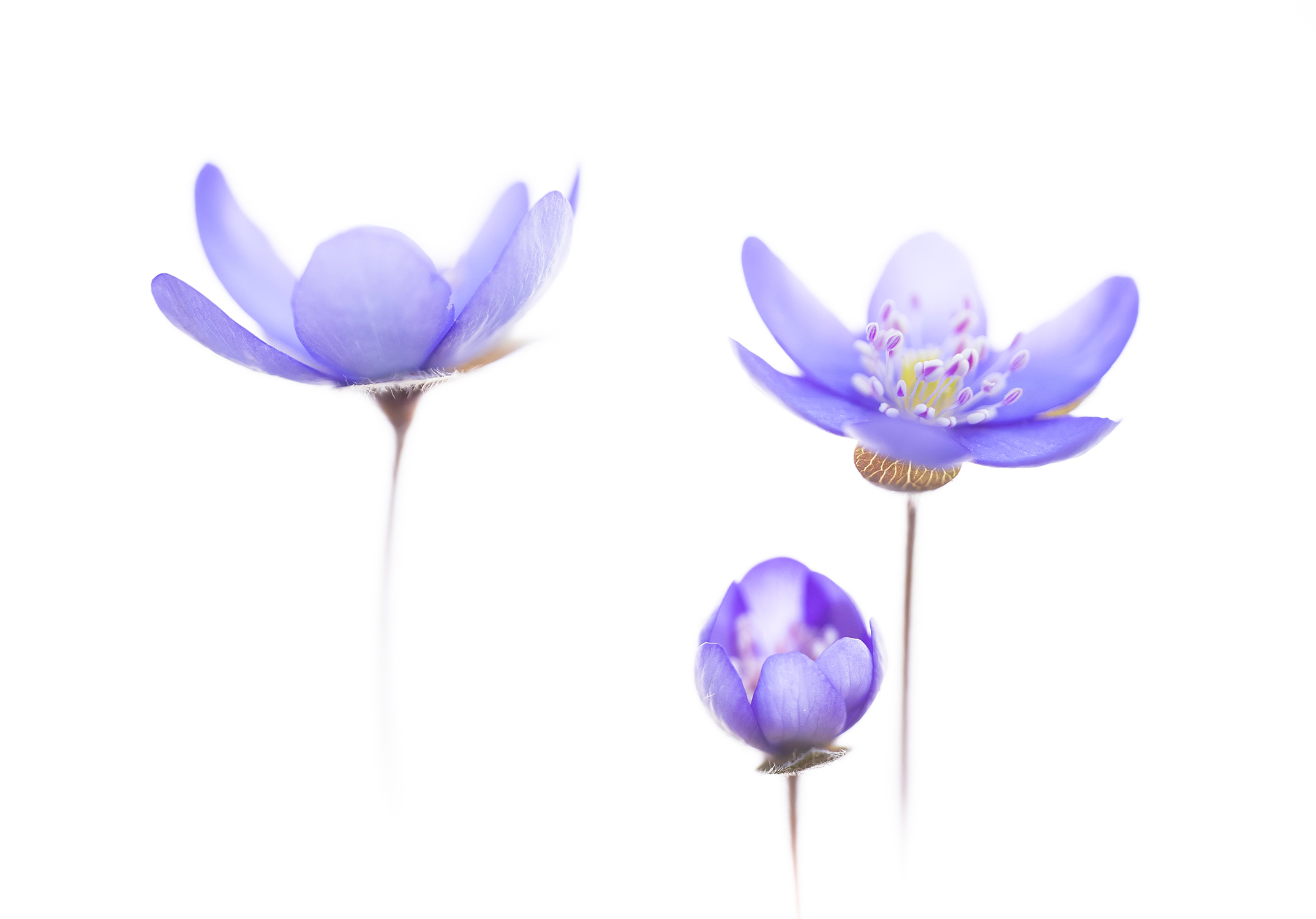 Az év természetfotósa - Litauszki Tibor Galéria kép 0