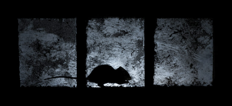 Az év természetfotósa - Litauszki Tibor Galéria kép 1