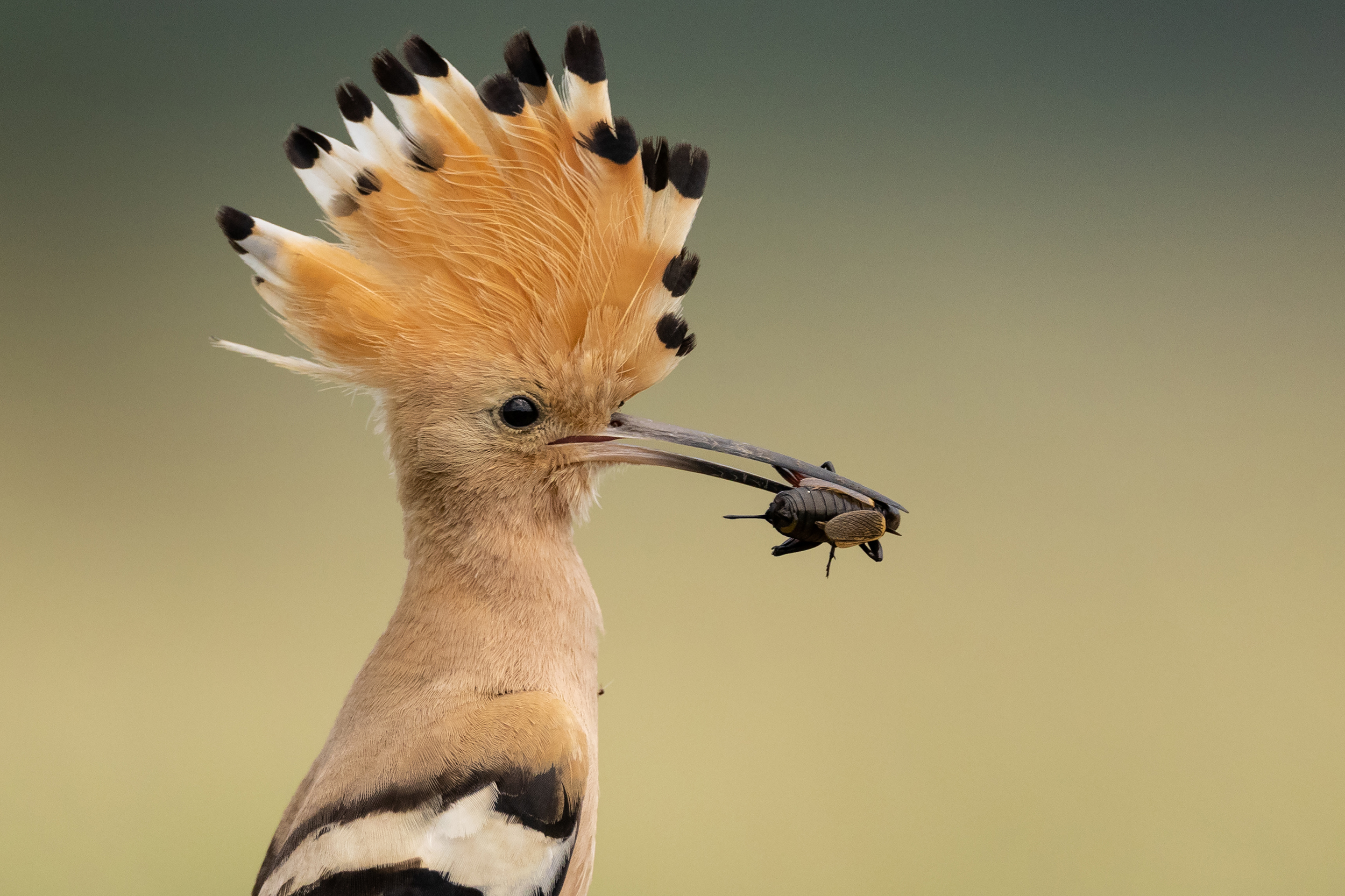 Az év ifjú természetfotósa - Király Árpád Galéria kép 1