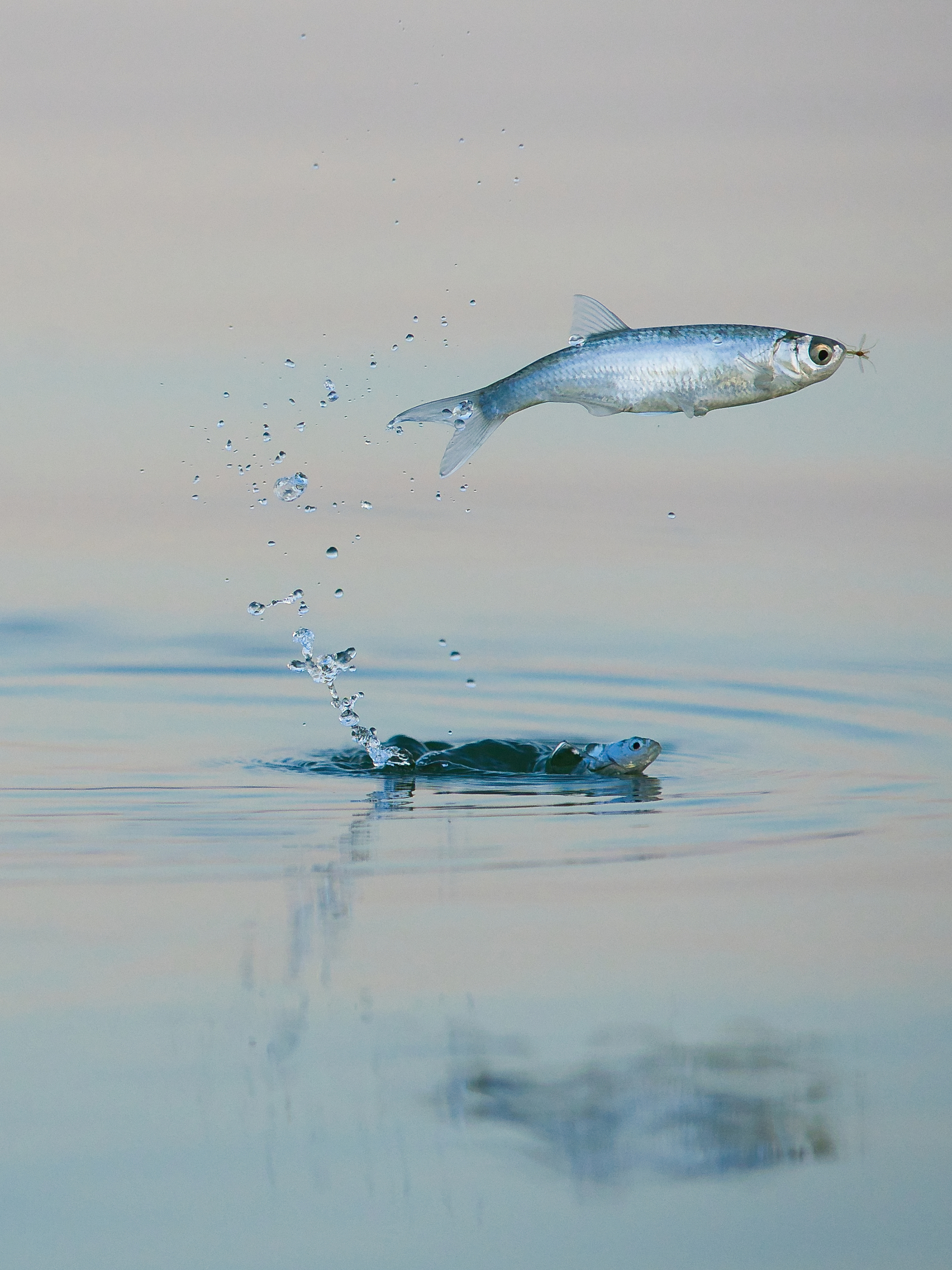 Az év természetfotója - Szabó Csaba: „Elkaptad?” Galéria kép 0