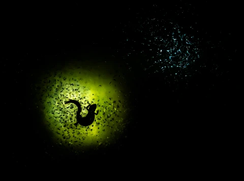 Az év természetfotósa kiállítás - Természetfotó kiállítás - ingyenes