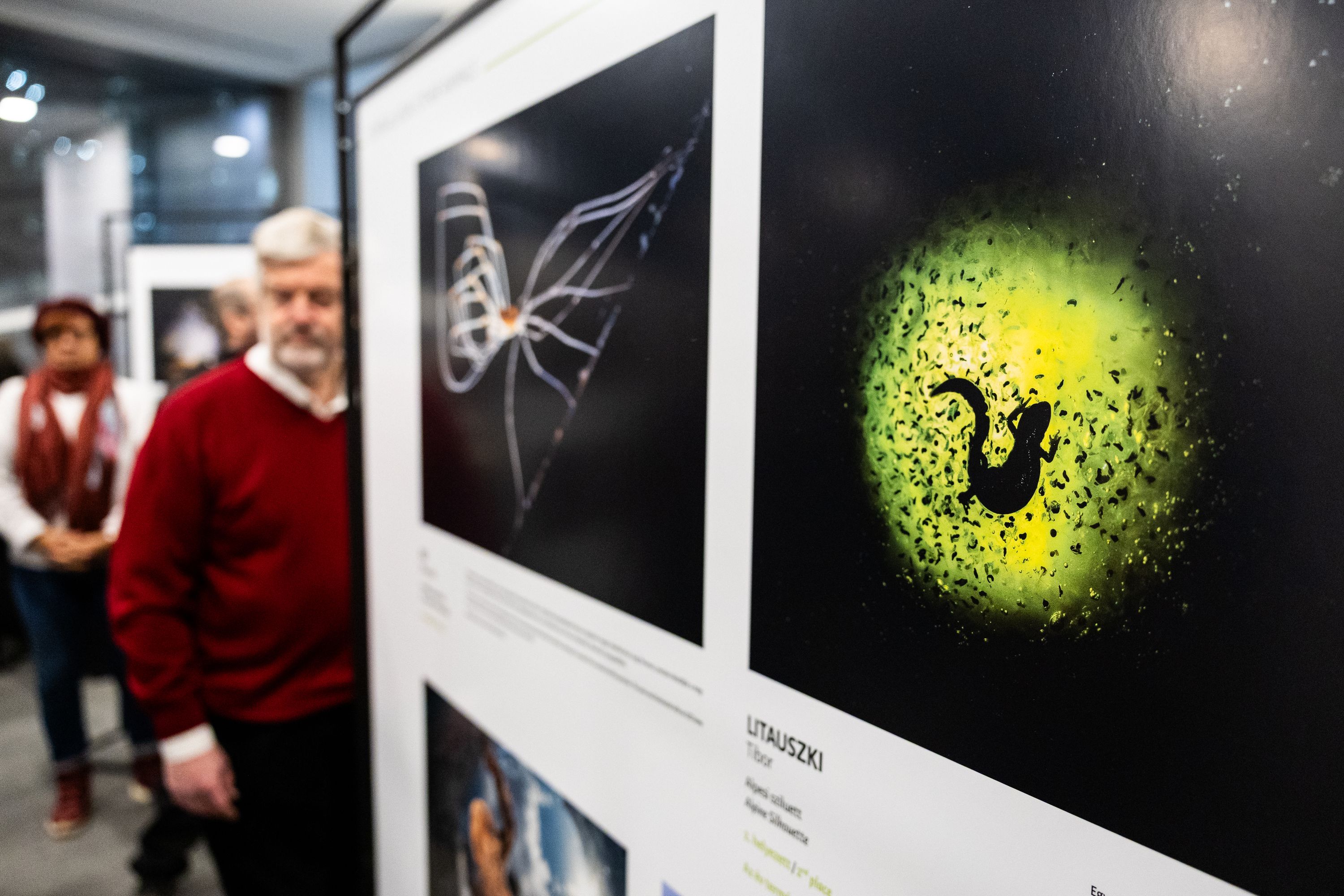 Az év természetfotósa - Tárlatvezetés Galéria kép 2