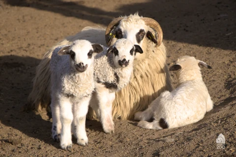 Húsvéti programok az Állatkertben