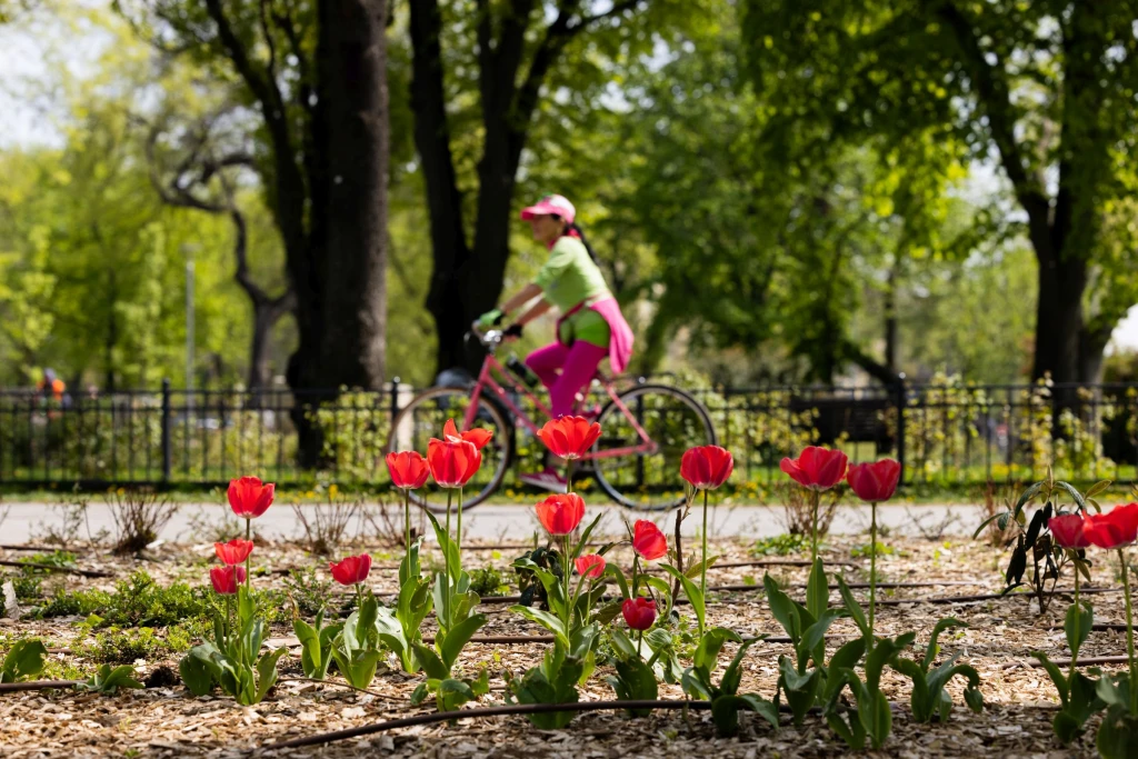 Tavaszi pezsgés a Ligetben