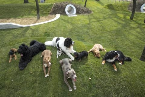 Kutyás nap a Ligetben