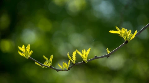 Egy napra a Városliget lesz a mentális egészség központja