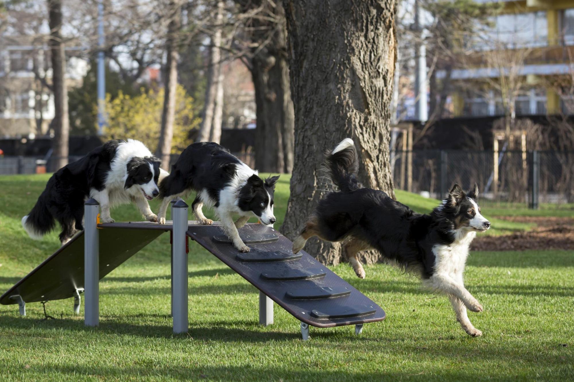 Kutyás élménypark