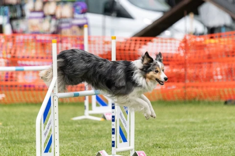 Agility nap a Ligetben - ingyenes